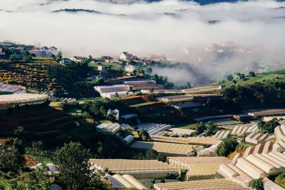 Thu hoạch buổi sáng